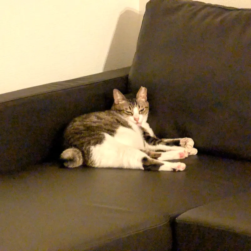 律の写真 1枚目